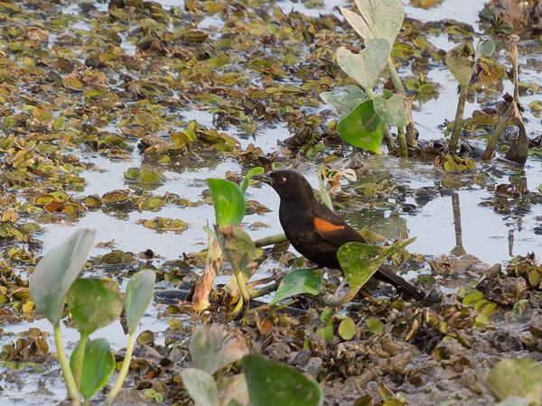 Vuurvleugeltroepiaal (Icterus pyrrhopterus)